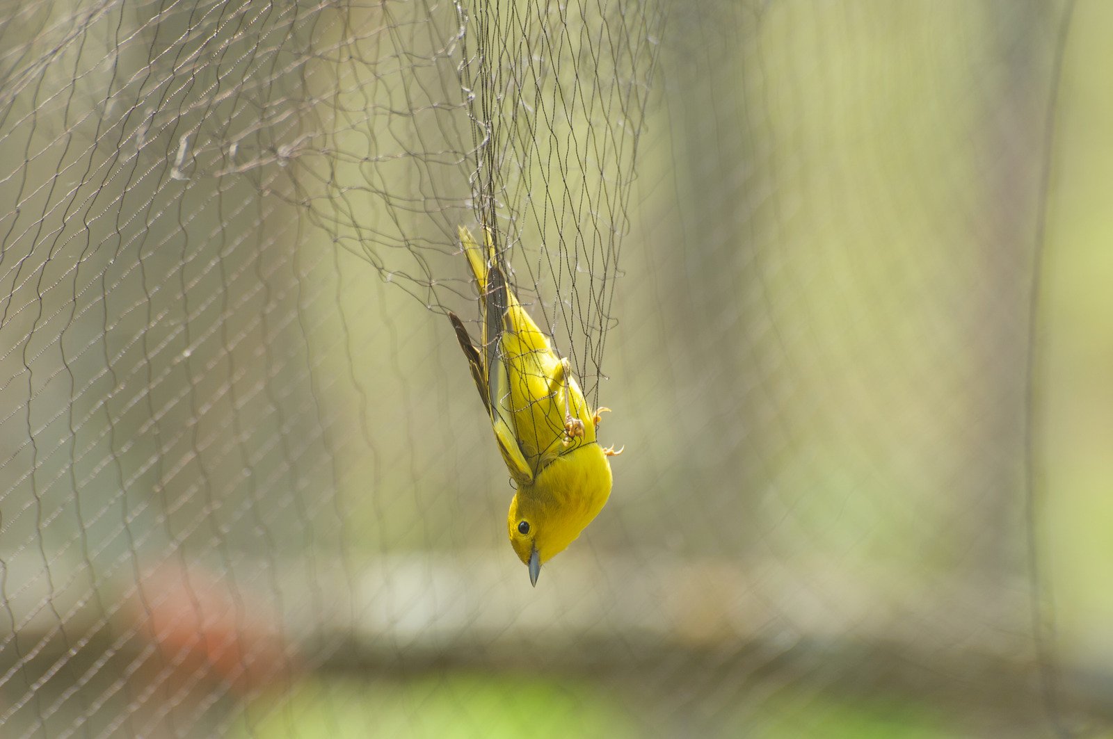 Bird Protection Nets